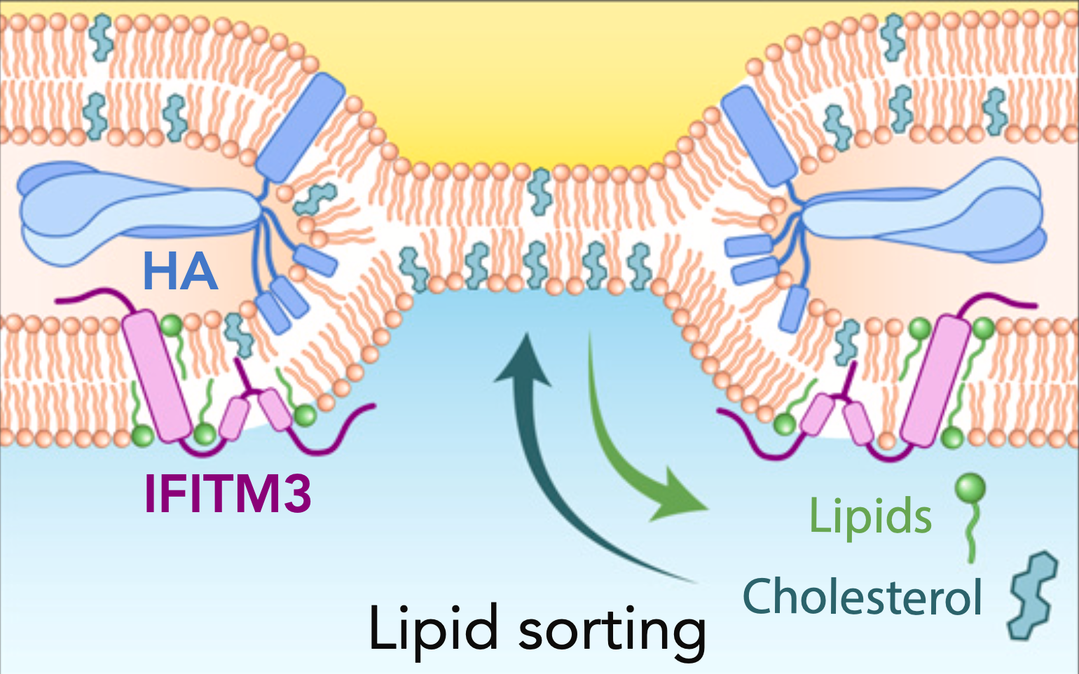 Lipids in virology