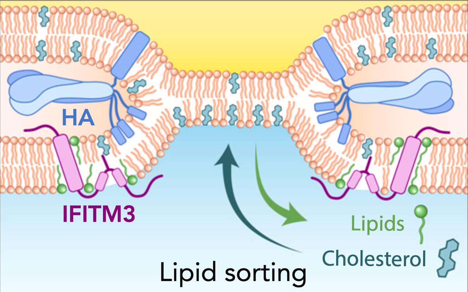 Lipids in Virology